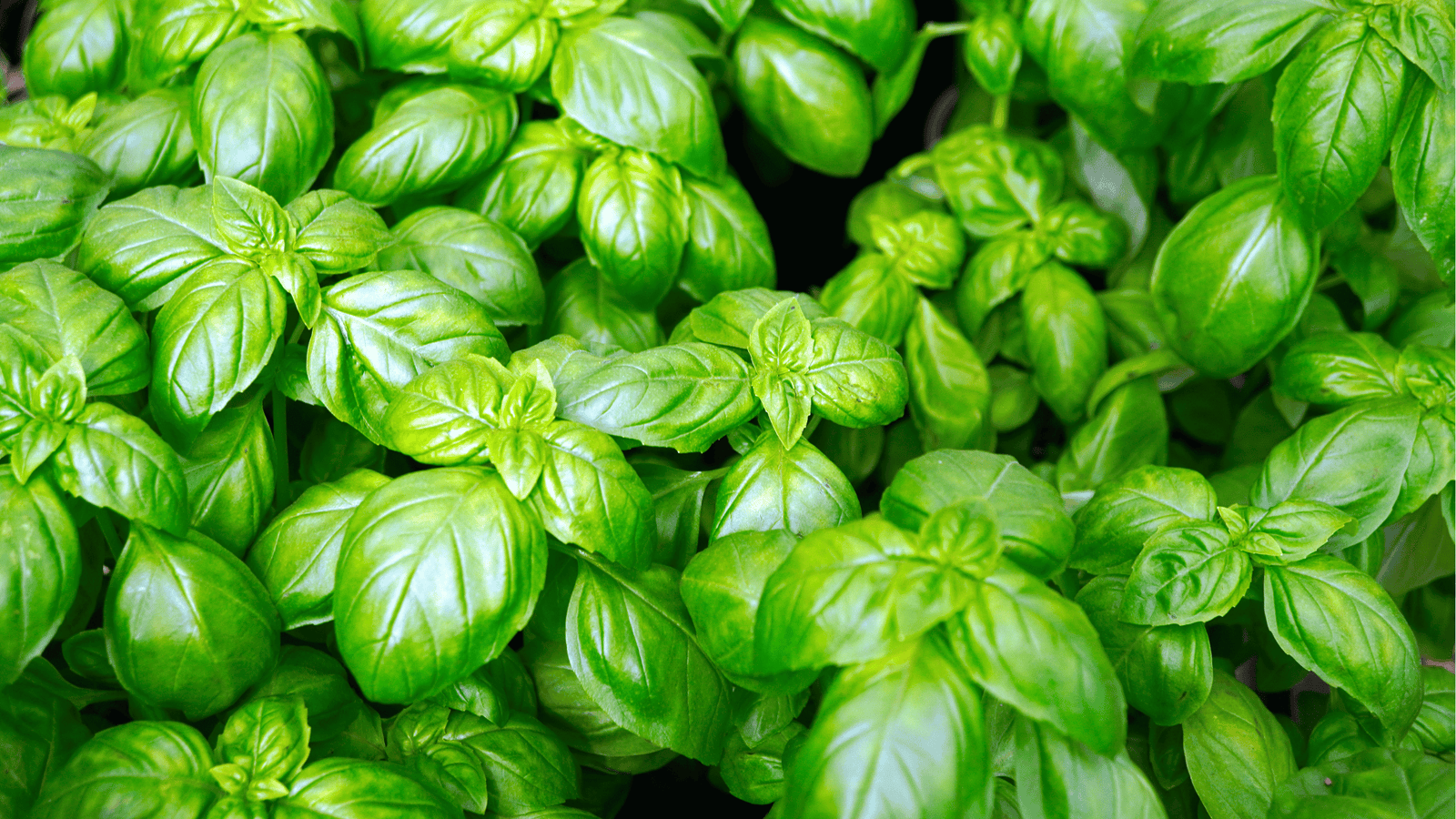 Basil Growing Guide🌿: Planting, Pinching, and Harvesting for Endless Flavor