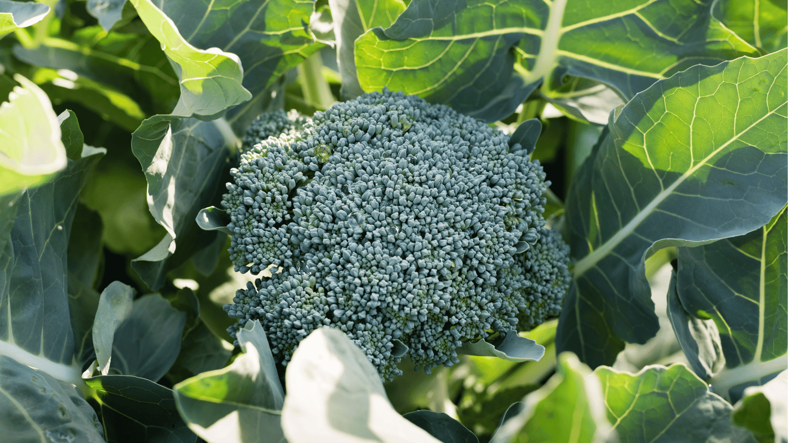 Broccoli Growing Guide: Planting, Care, and Harvesting in Self-Watering Beds