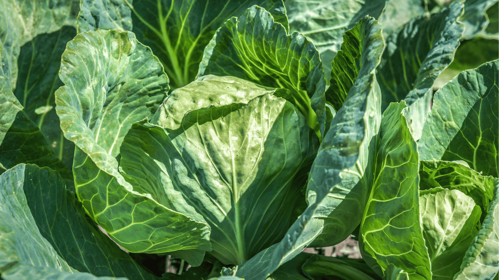 Cabbage Growing Guide🥬: Spacing, Watering, and Harvesting Made Easy