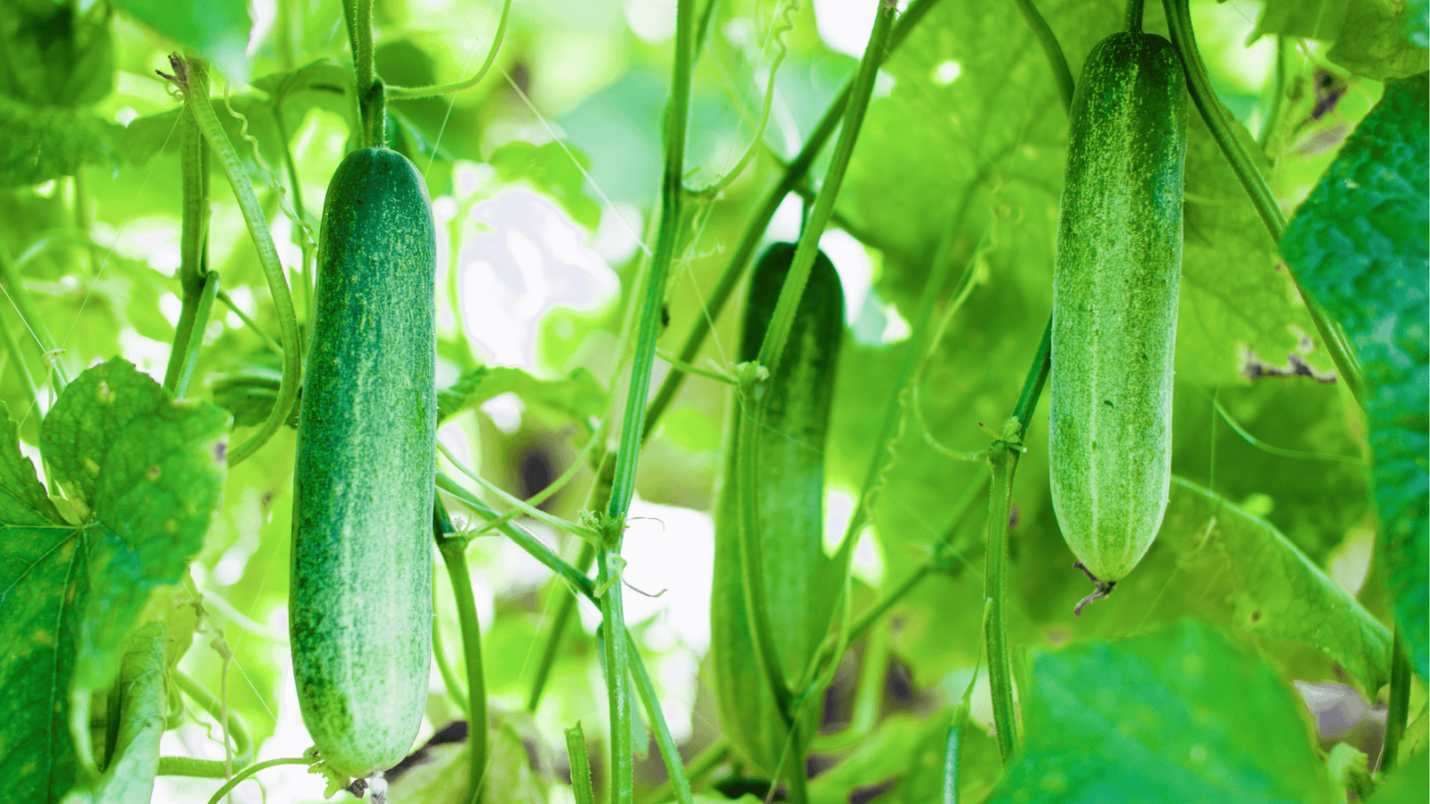 Cucumber Growing Guide🥒: Trellising, Spacing, and Watering Tips