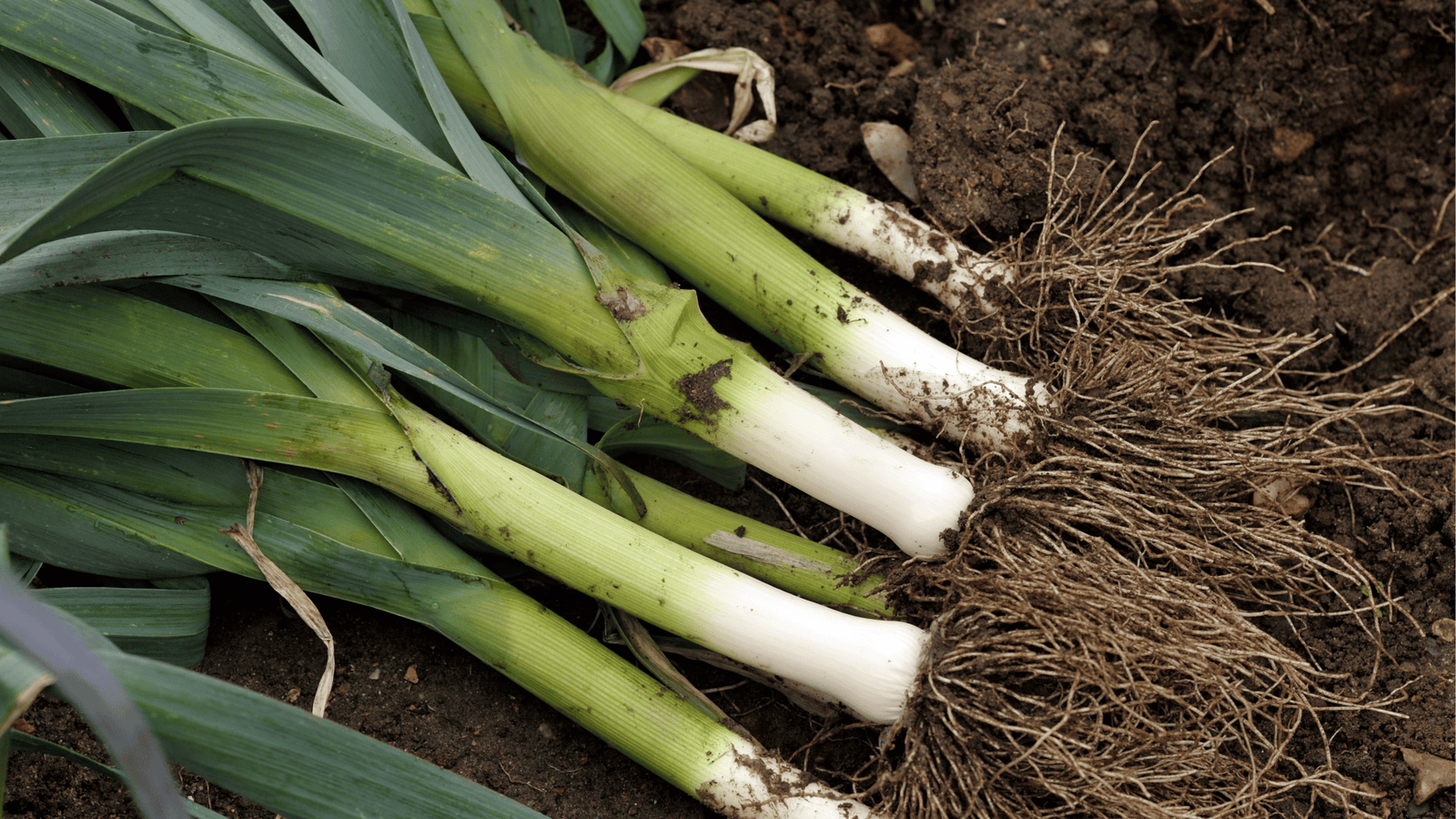 Leeks Growing Guideđź§„ : Planting, Watering, and Harvesting Tips