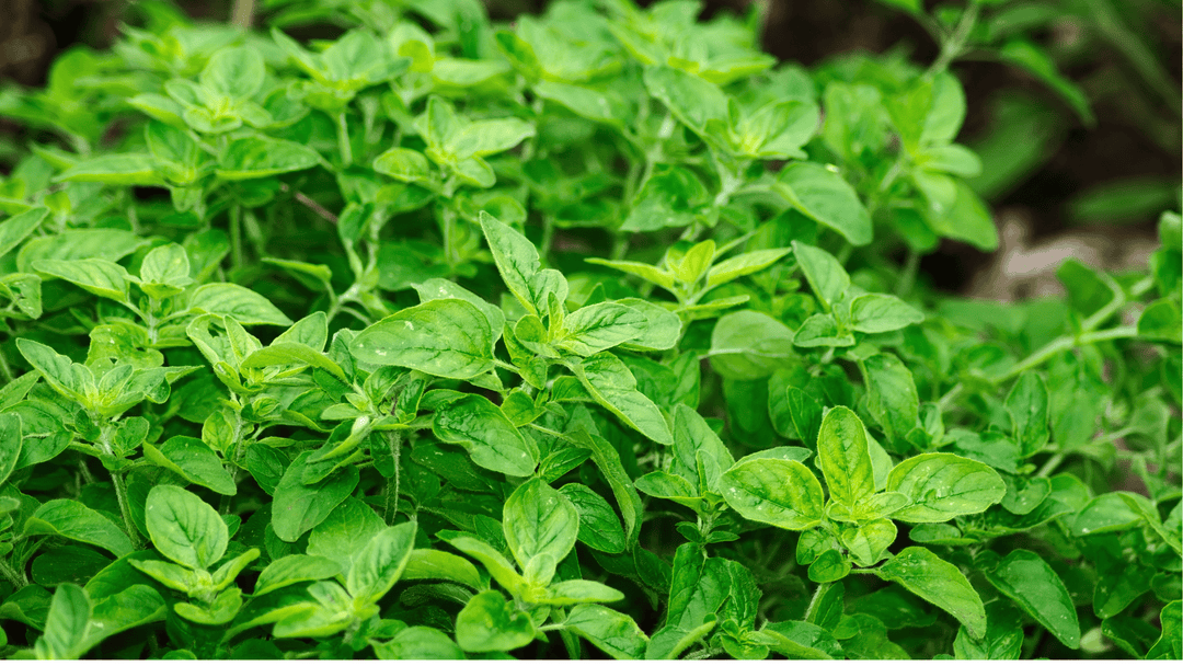 Oregano Growing Guide🌿: Planting, Care & Harvesting Tips