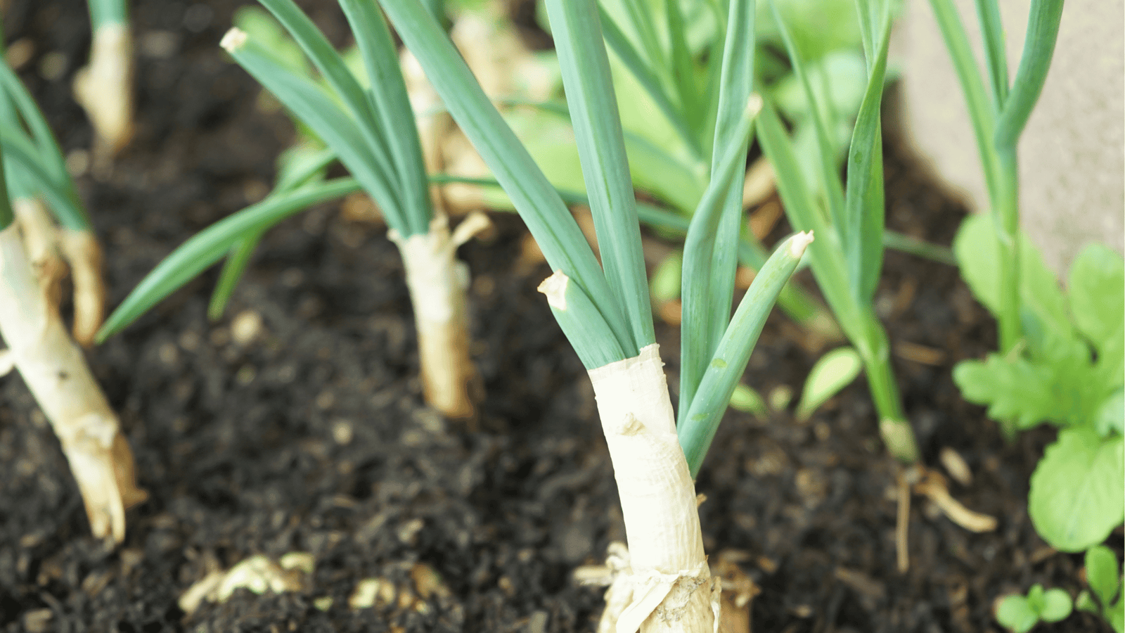 Scallion Growing Guide🌿: Fast Tips for Planting, Watering, and Harvesting