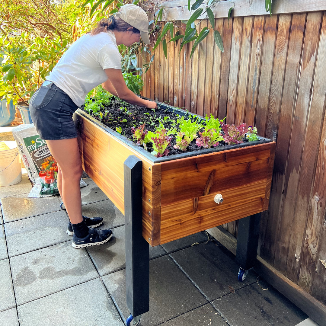 ankerfield self-watering eco-stained elevated planter box Elevated Artifex