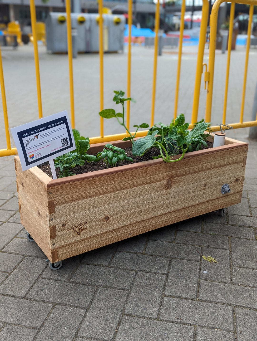 Cheer @ the Pier! 4. LowRider Self-Watering Planter (Raw Cedar with Wheels)