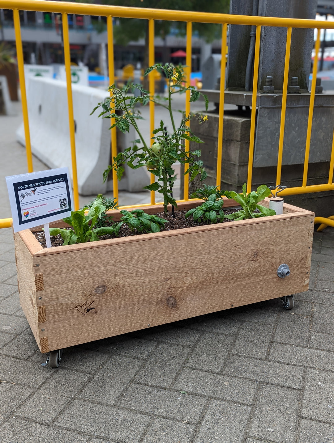 Cheer @ the Pier! 3. LowRider Self-Watering Planter (Raw Cedar with Wheels)