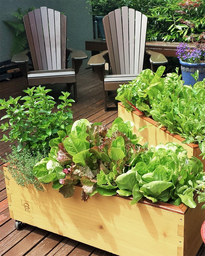 LowRider Self-Watering Planter