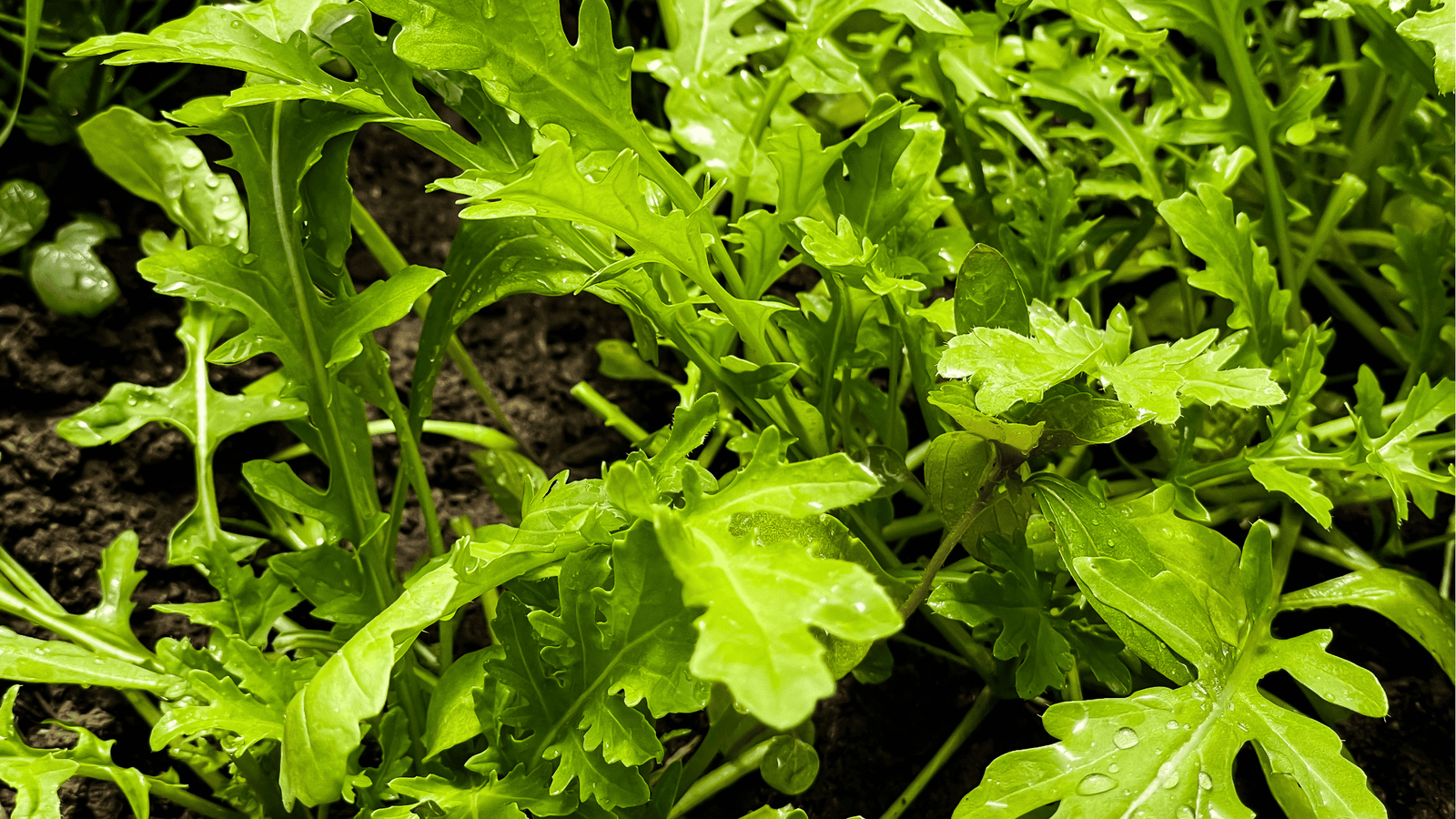 Arugula Growing Guide 🌿: Quick Tips for Planting, Watering, and Continuous Harvesting