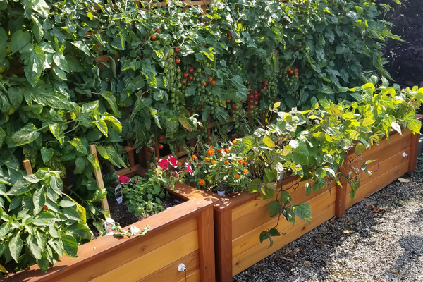 August: Abundance & Planning for Late Harvests