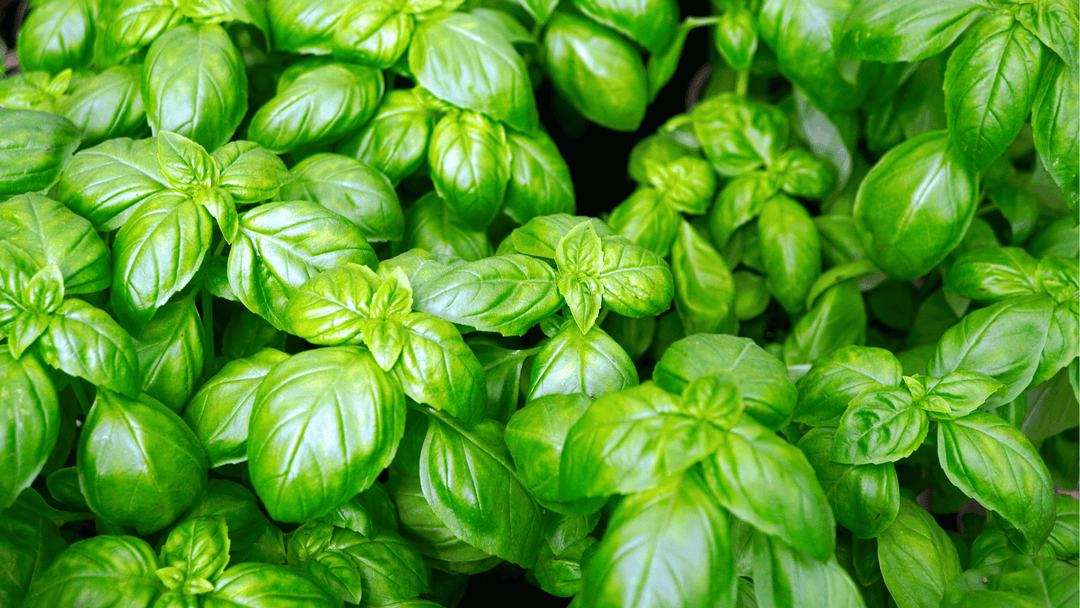 Basil Growing Guide🌿: Planting, Pinching, and Harvesting for Endless Flavor