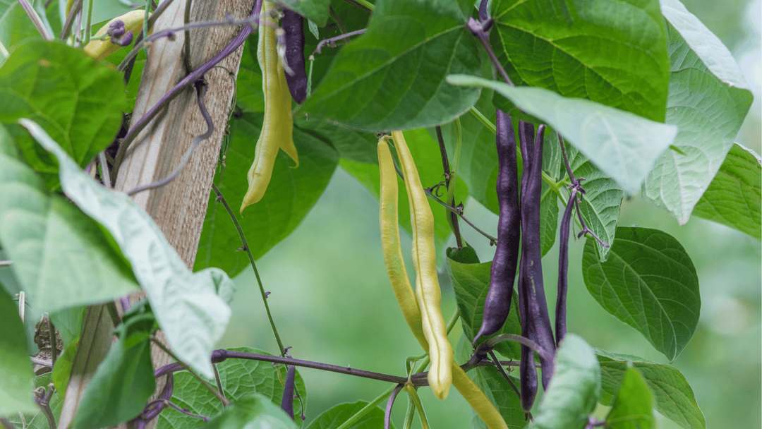 Beans Growing Guide: Planting, Watering, and Harvesting for Maximum Yields