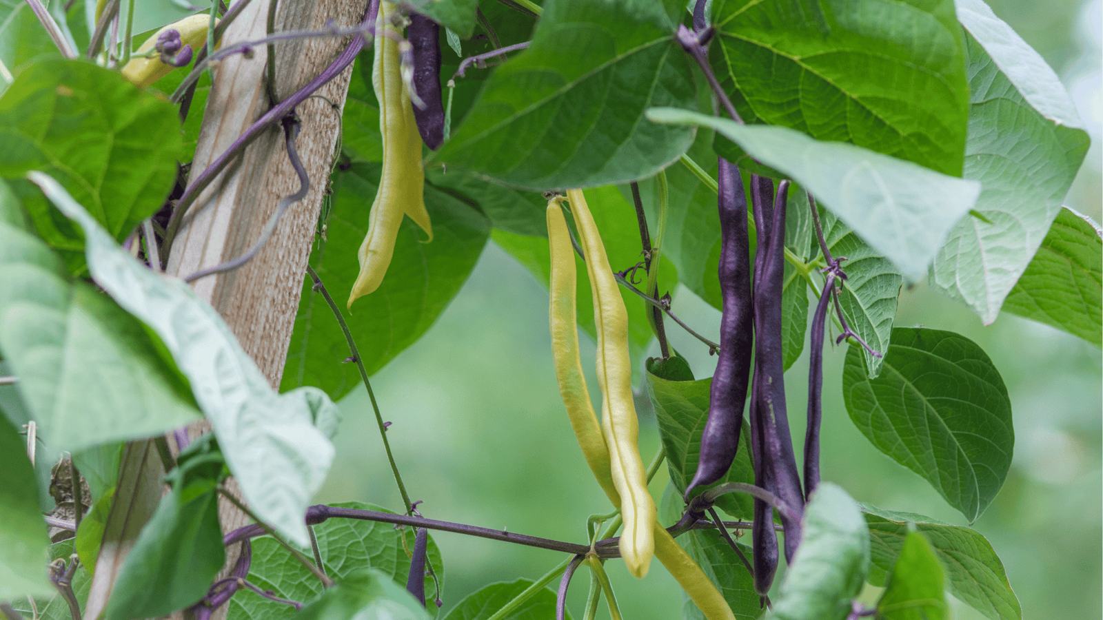 Beans Growing Guide: Planting, Watering, and Harvesting for Maximum Yields
