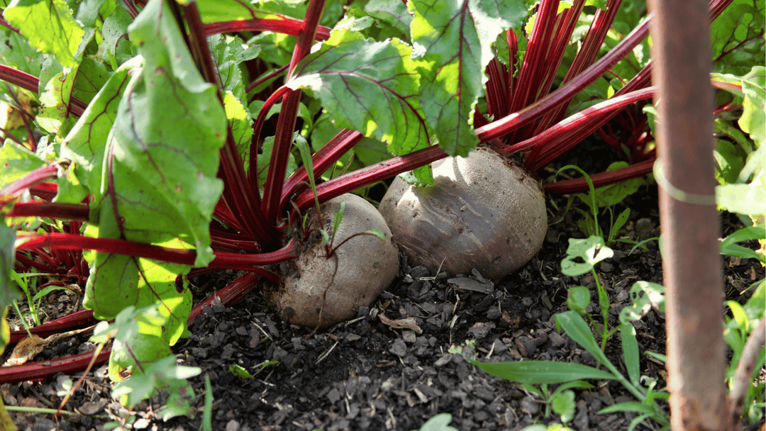 Beet Growing Guide: Planting, Spacing, and Harvesting Made Simple