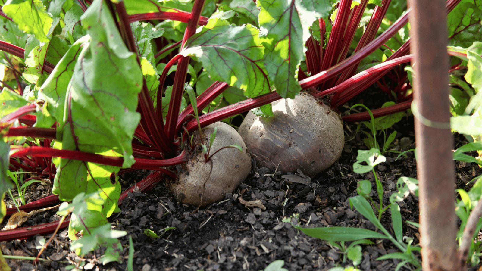 Beet Growing Guide: Planting, Spacing, and Harvesting Made Simple