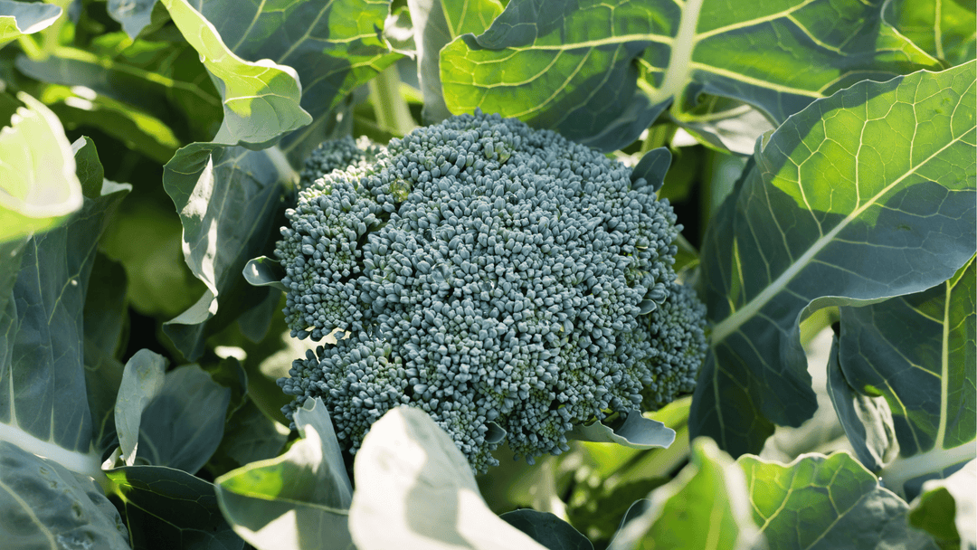 Broccoli Growing Guide: Planting, Care, and Harvesting in Self-Watering Beds