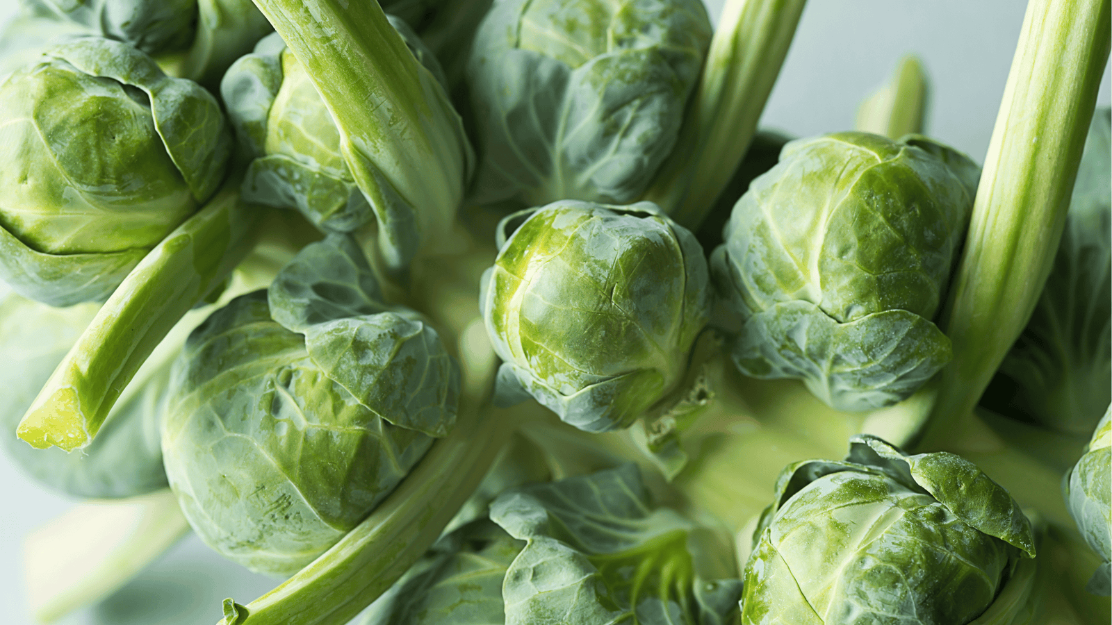 Brussels Sprouts Growing Guide🥦: Planting and Care for Self-Watering Gardens