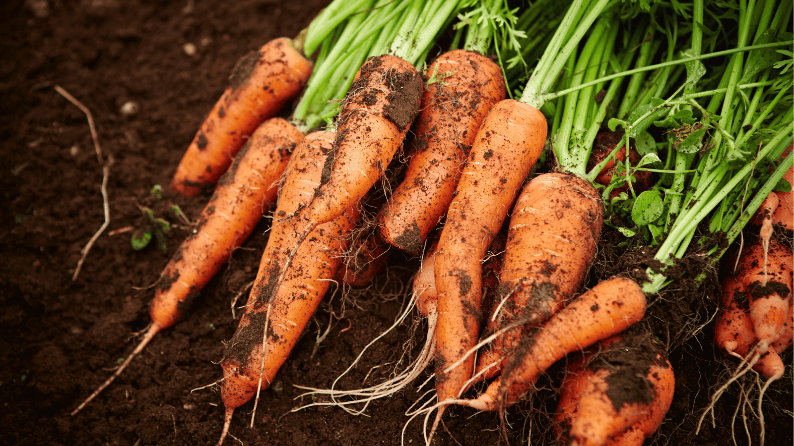 Carrot Growing Guide: Direct Seeding and Care in Self-Watering Planters