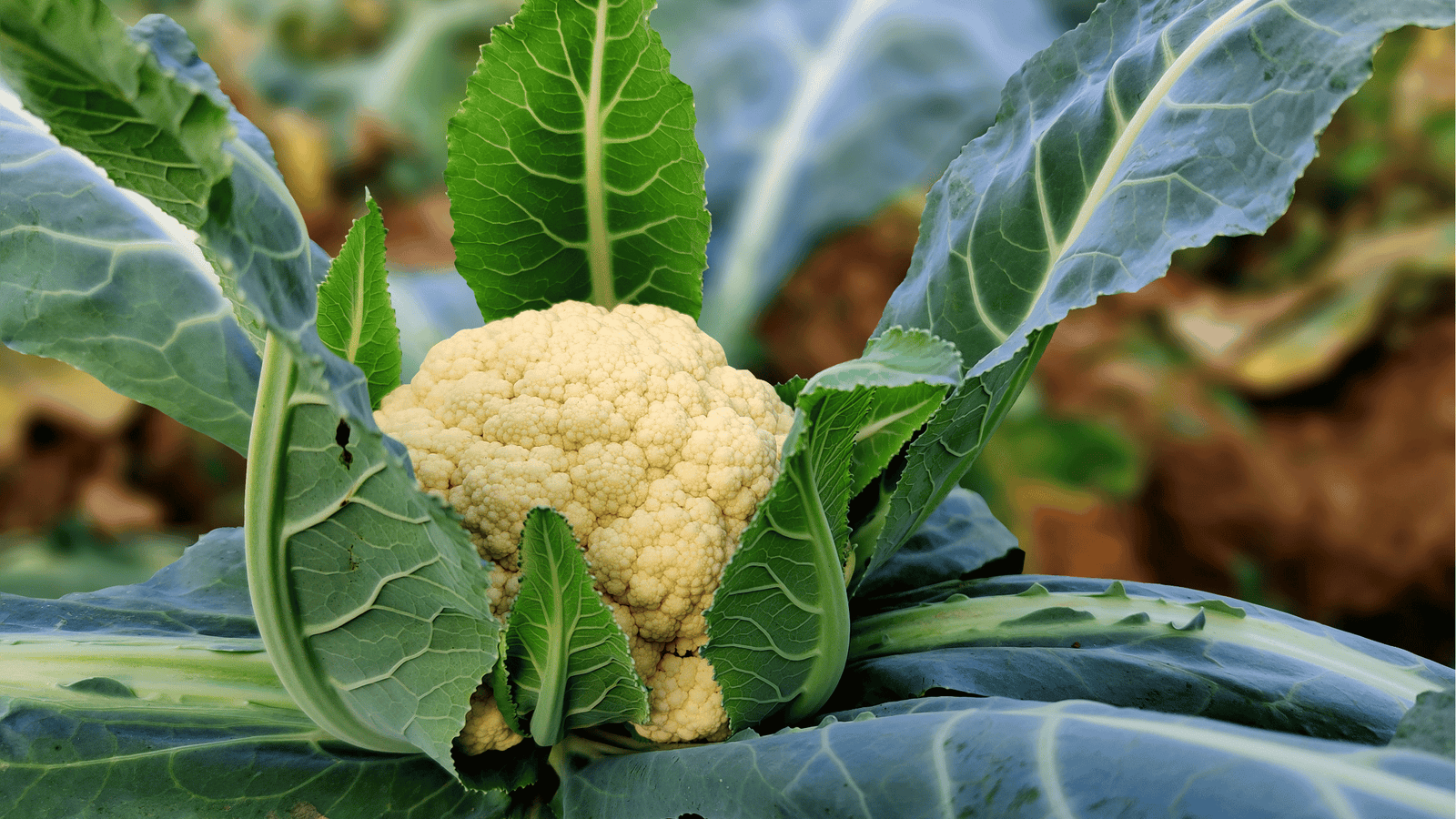 Cauliflower Growing Guide 🥦: Step-by-Step Tips for Perfect Harvests