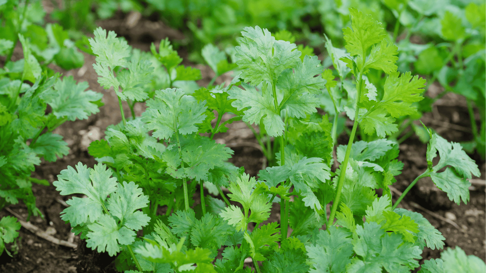 Cilantro Growing Guide🌿: Planting, Watering, and Harvesting Tips