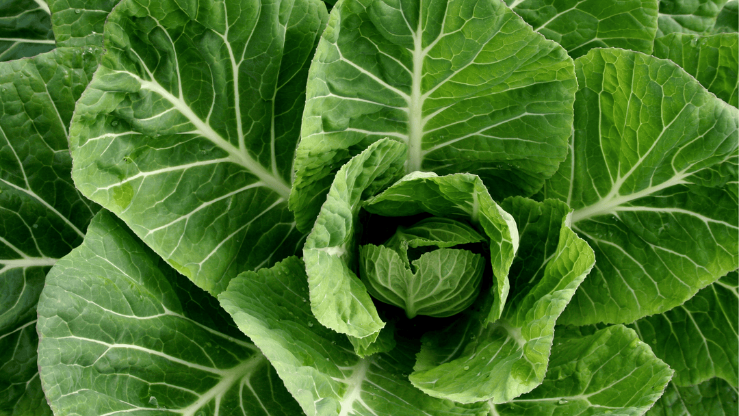 Collard Greens Growing Guide🥬: Planting and Harvesting for Healthy, Consistent Growth