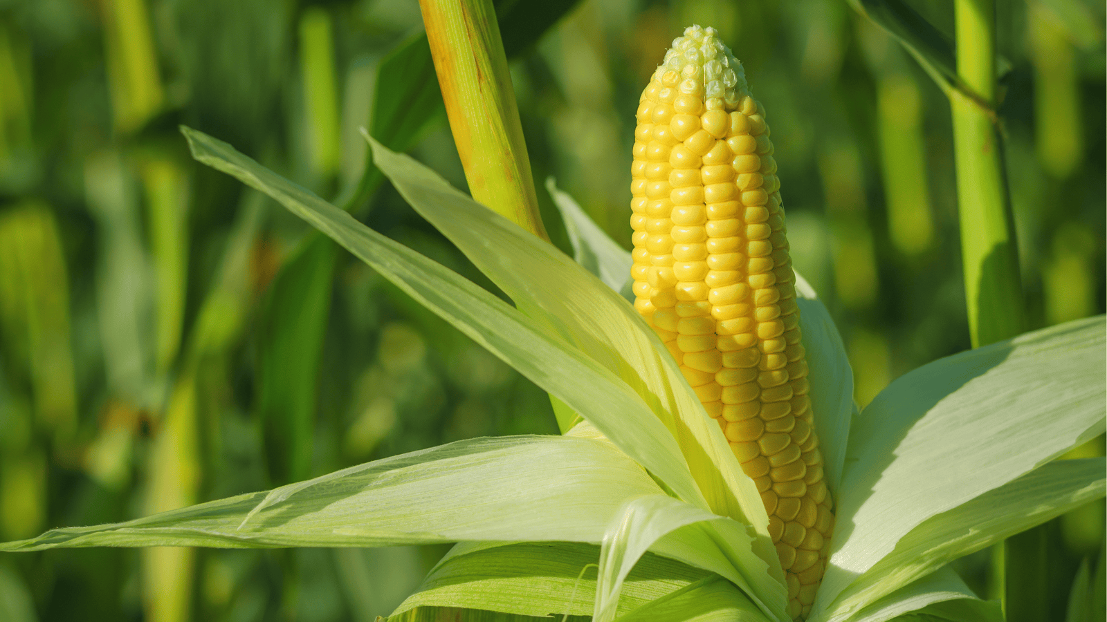 Corn Growing Guide: Planting, Pollination, and Harvesting Tips for Self-Watering Raised Beds