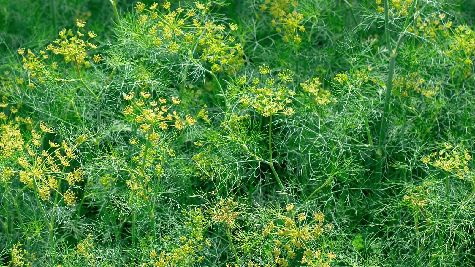 Dill Growing Guide🌿: Planting, Spacing, and Harvesting Tips