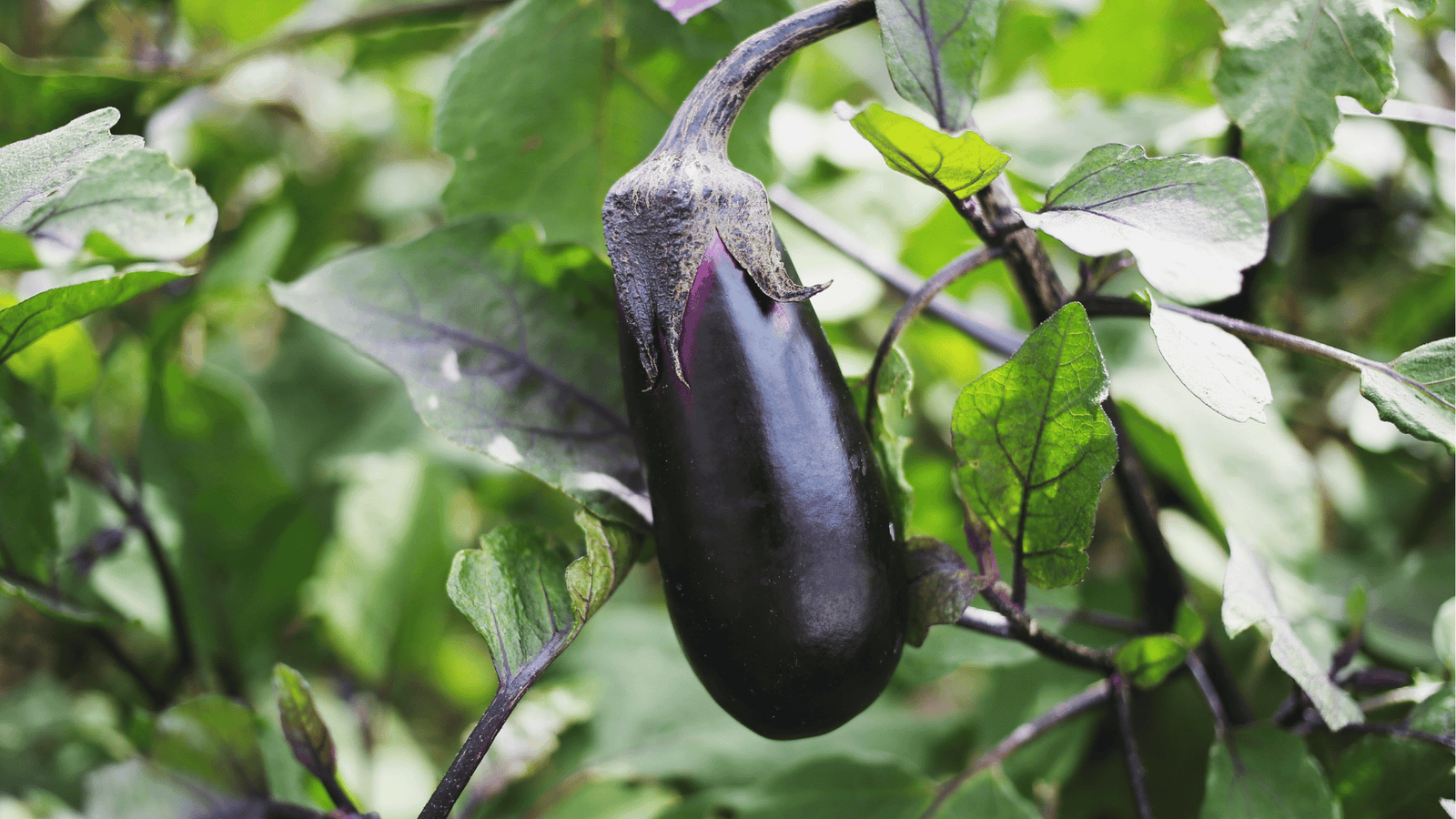 Eggplant Growing Guide🍆: Planting, Watering, and Harvesting Tips