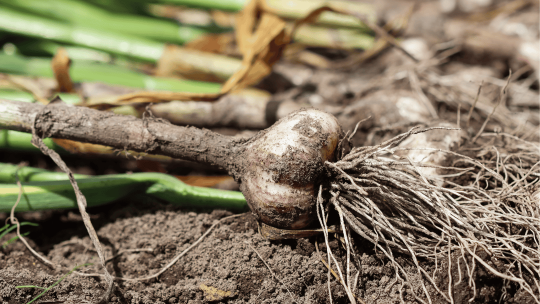 Garlic Growing Guide🧄: Planting, Mulching, and Harvesting for Big Bulbs