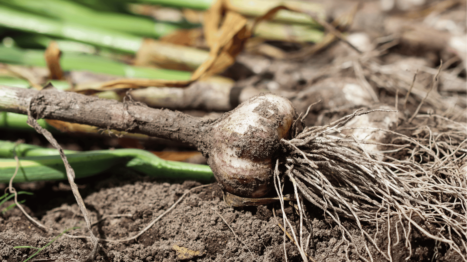 Garlic Growing Guide🧄: Planting, Mulching, and Harvesting for Big Bulbs