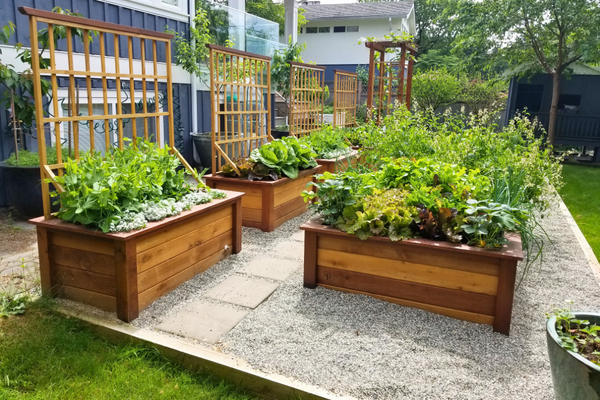June: Peak Growth, Early Harvests & Summer Prep