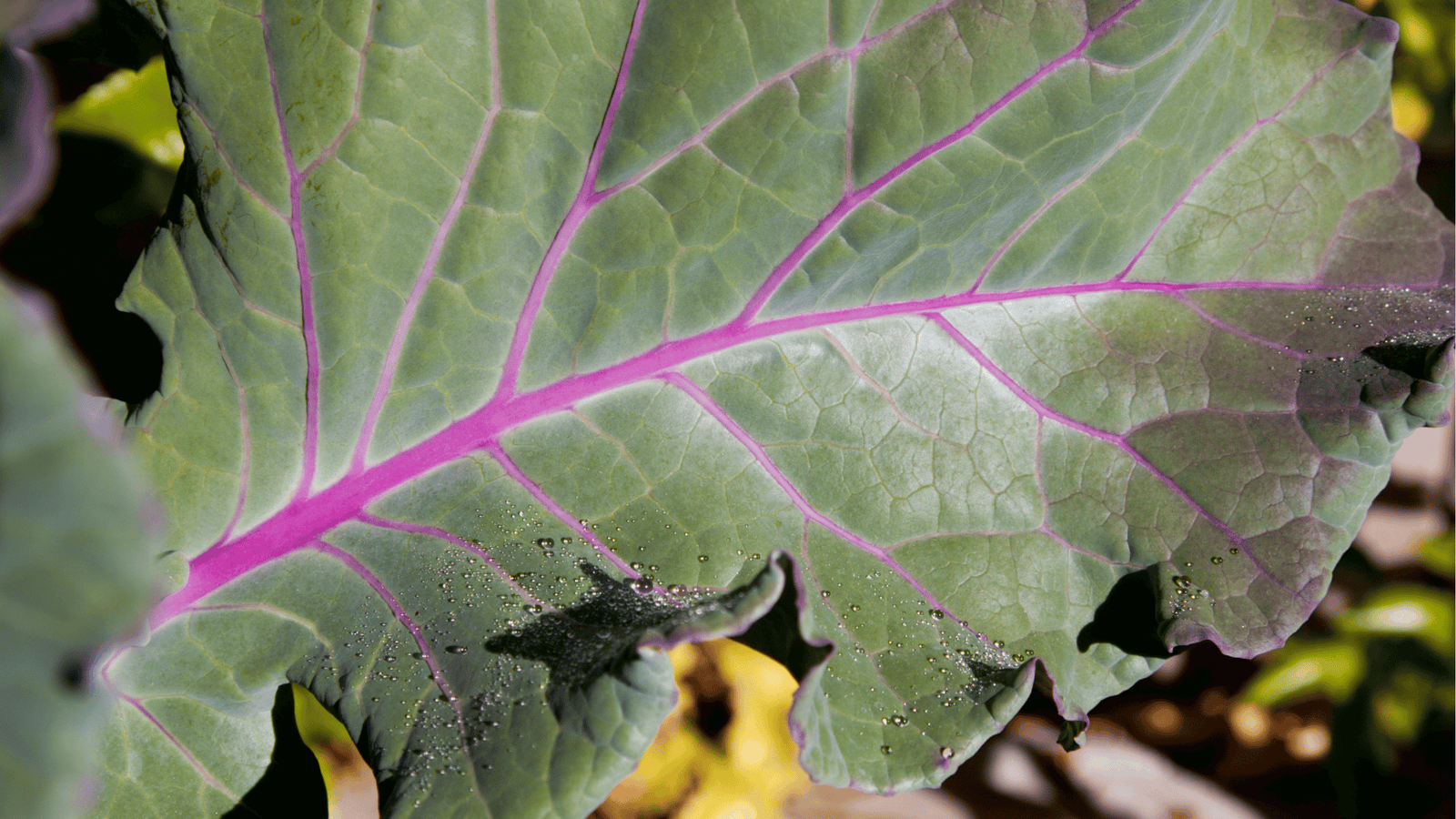 Kale Growing Guide🥬: Planting, Watering, and Harvesting in Self-Watering Raised Beds