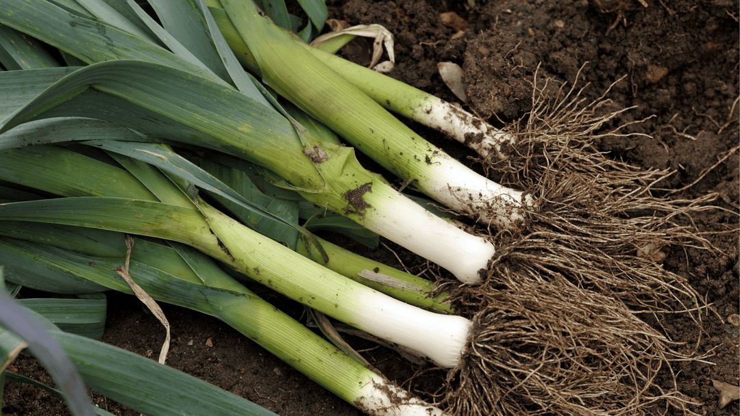 Leeks Growing Guide🧄 : Planting, Watering, and Harvesting Tips