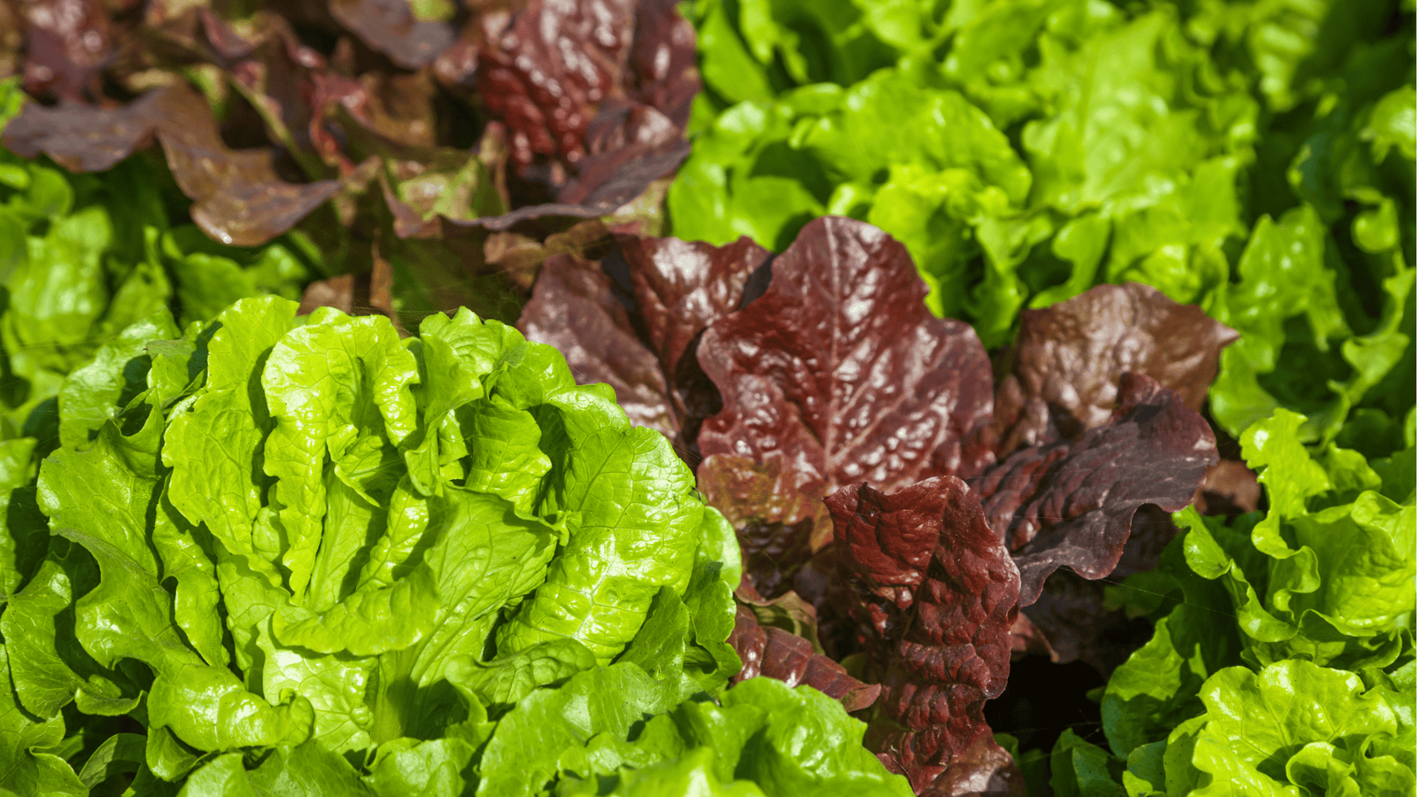 Lettuce Growing Guide🥬 : Planting, Spacing, and Harvesting Tips for Self-Watering Gardens