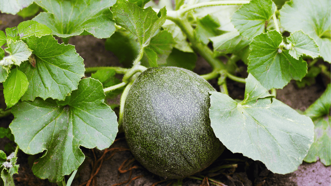 Melon Growing Guide🍈: Planting and Watering Tips for Sweet, Juicy Fruit
