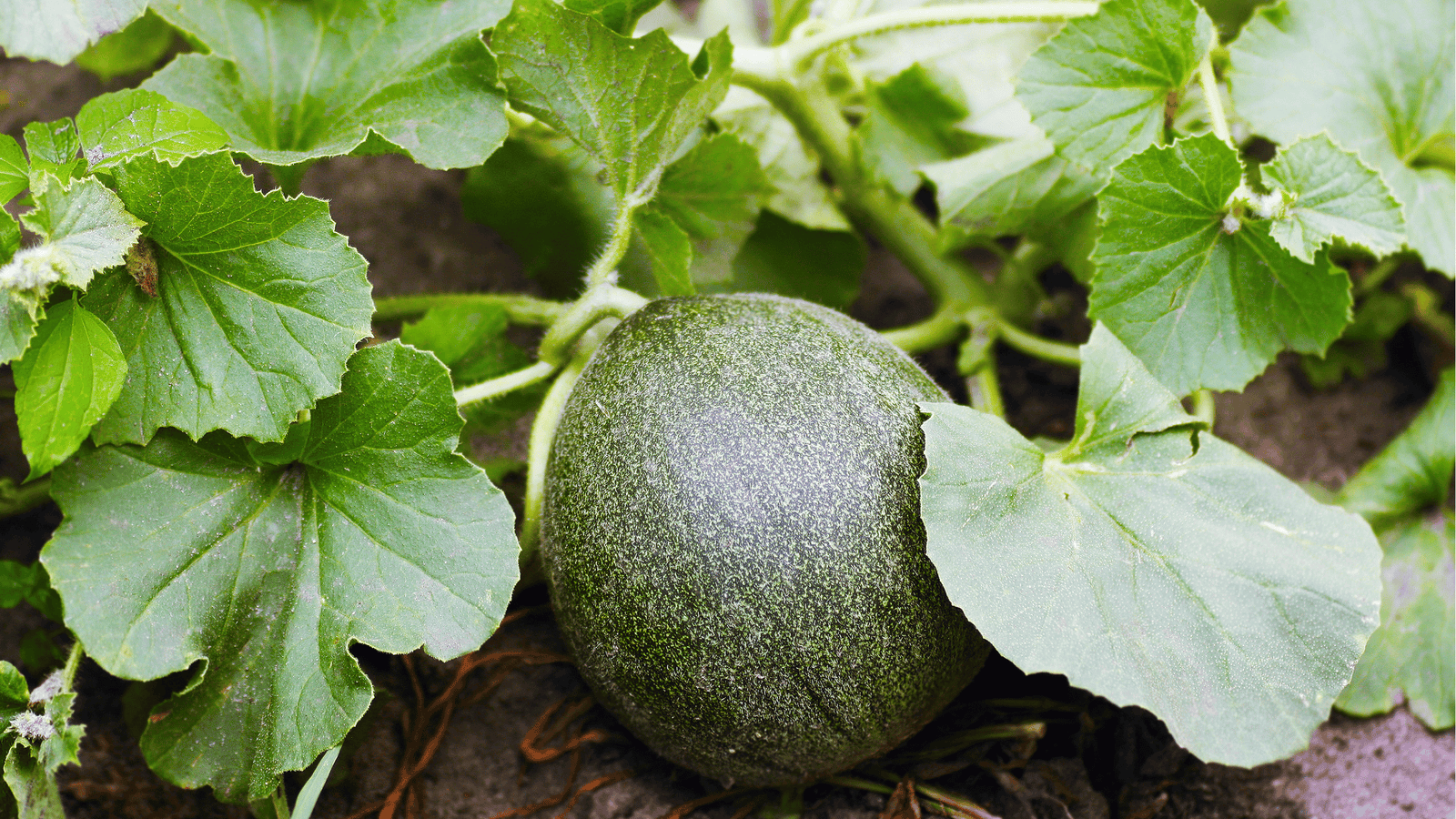Melon Growing Guide🍈: Planting and Watering Tips for Sweet, Juicy Fruit