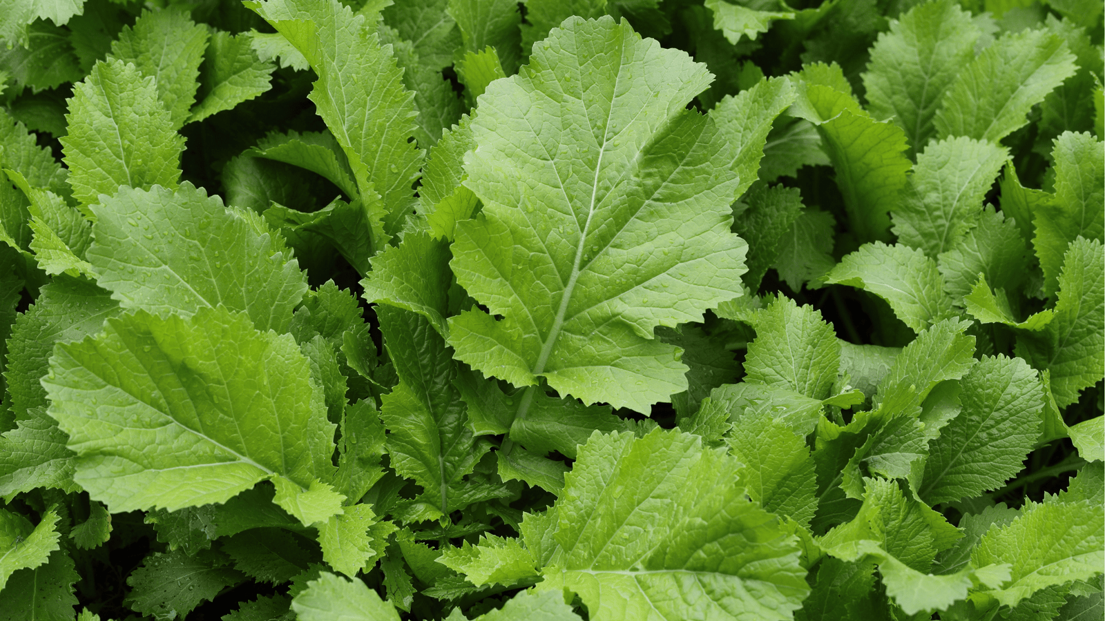 Mustard Greens Growing Guide🥬: Spacing, Planting, and Harvesting Tips