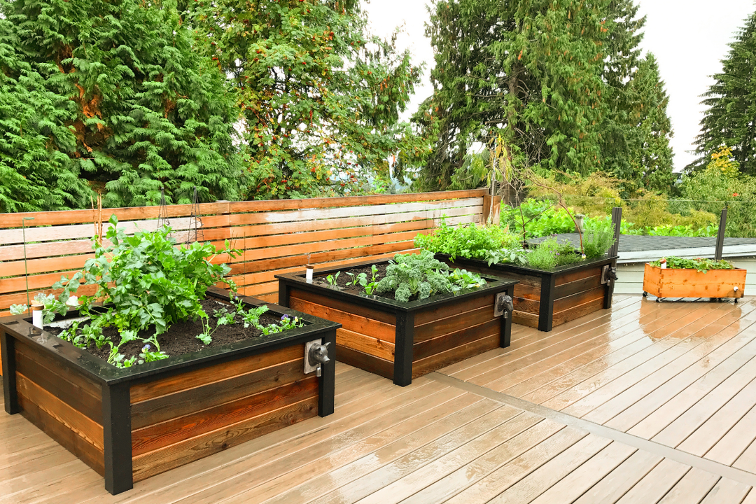 October: Planting Garlic & Cool-Weather Greens