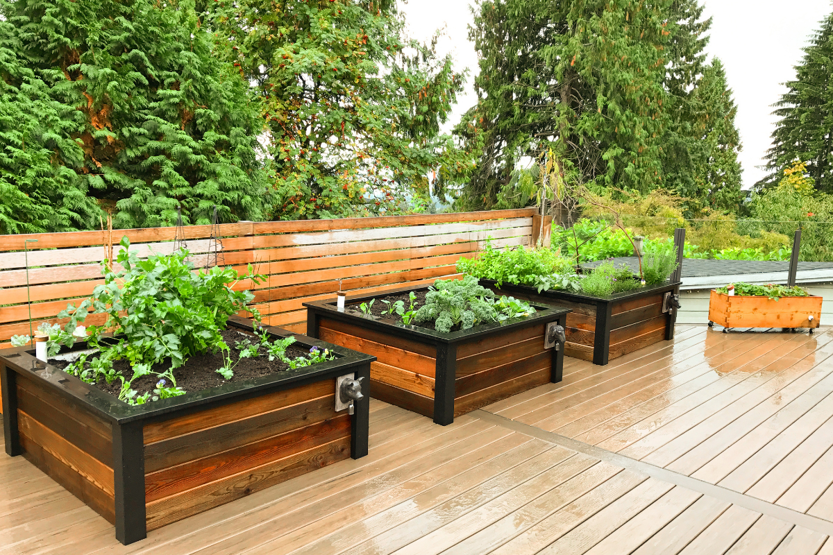 October: Planting Garlic & Cool-Weather Greens