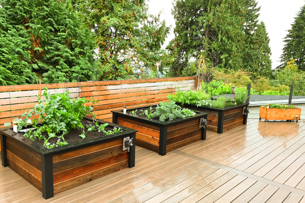 October: Planting Garlic & Cool-Weather Greens