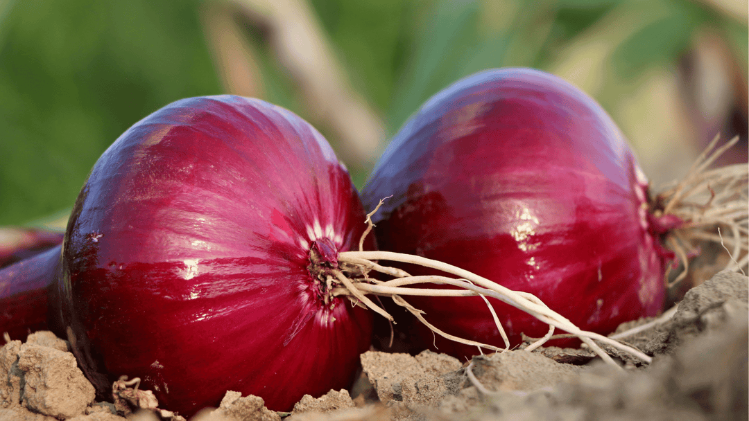 Onion Growing Guide🧅: Planting, Spacing, and Watering for Perfect Bulbs