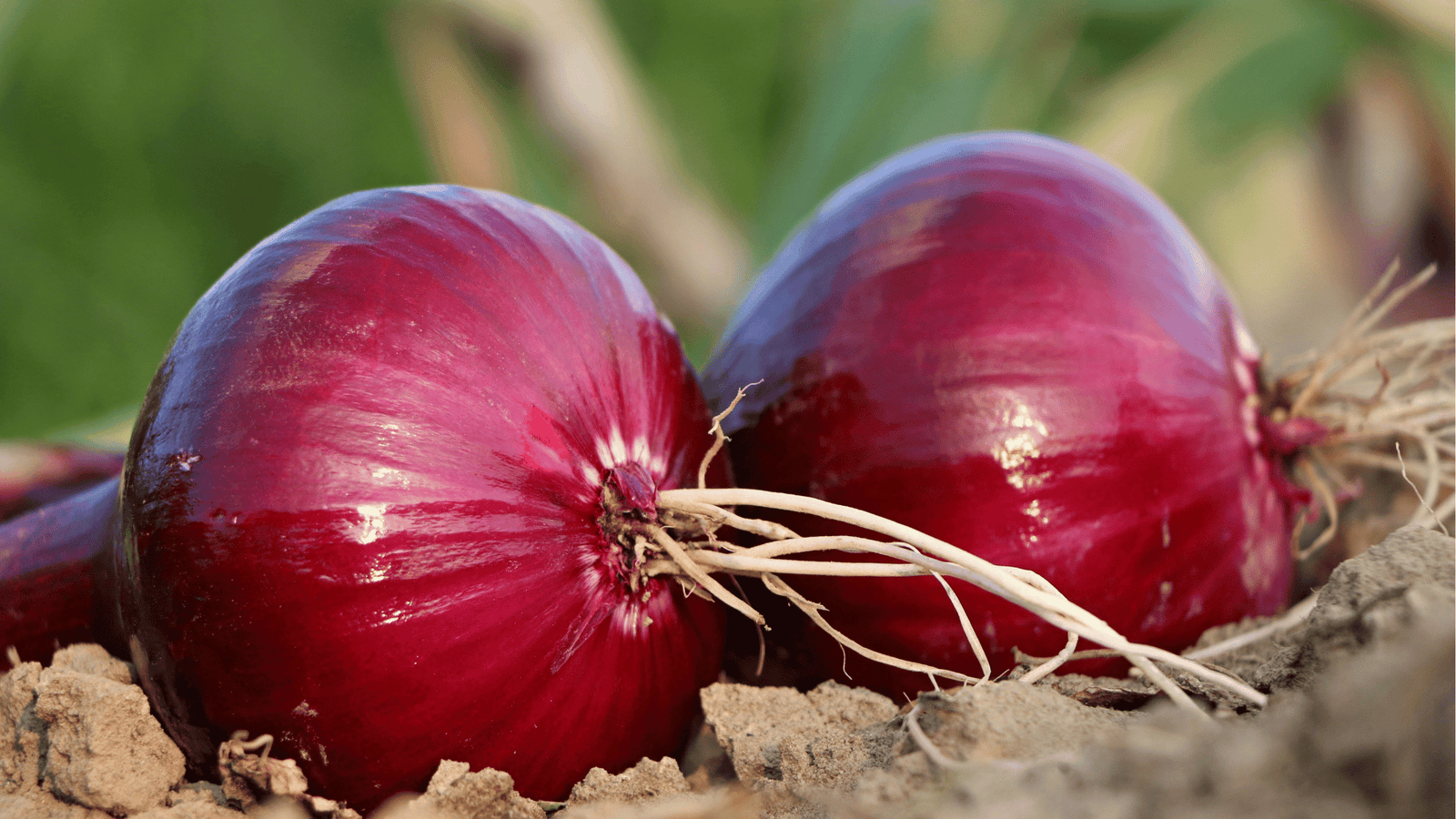 Onion Growing Guide🧅: Planting, Spacing, and Watering for Perfect Bulbs