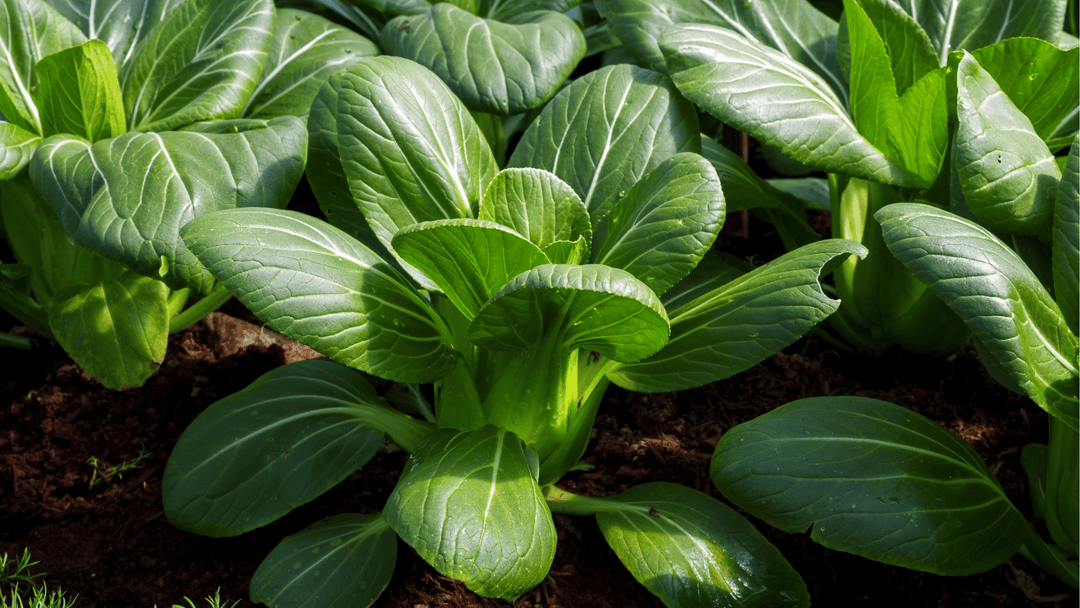 Pak Choi (Bok Choy) Growing Guide🥬: Sweet and Crisp Greens in your Wicking Bed