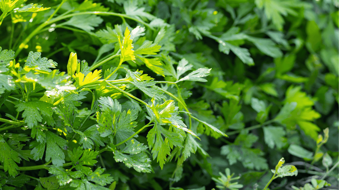 Parsley Growing Guide🌿: Planting and Care for Continuous Harvests