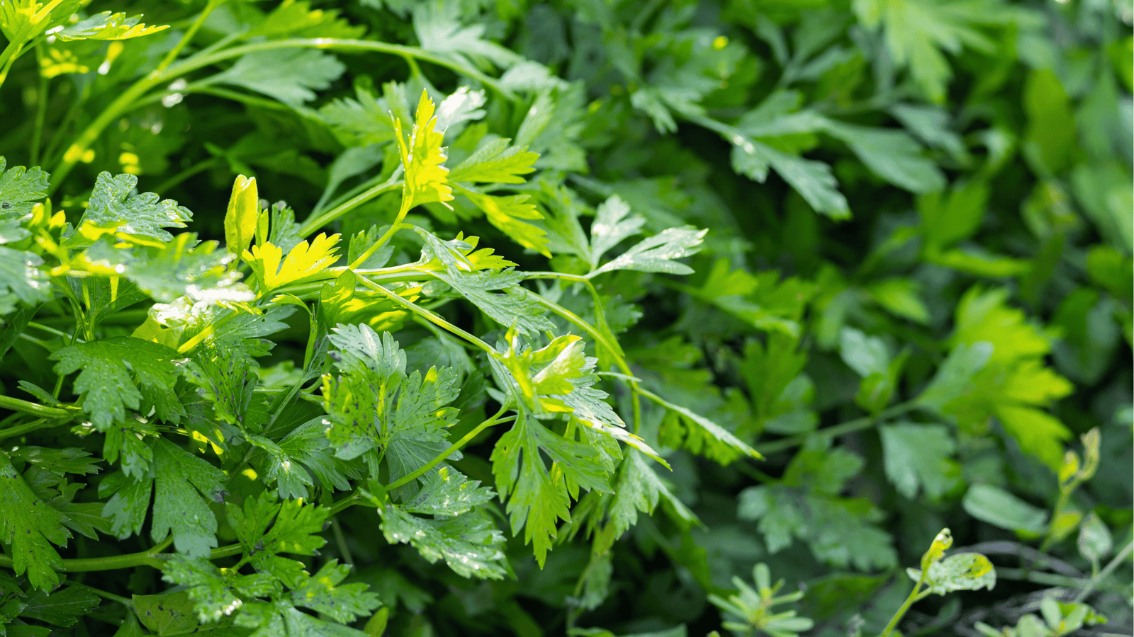 Parsley Growing Guide🌿: Planting and Care for Continuous Harvests