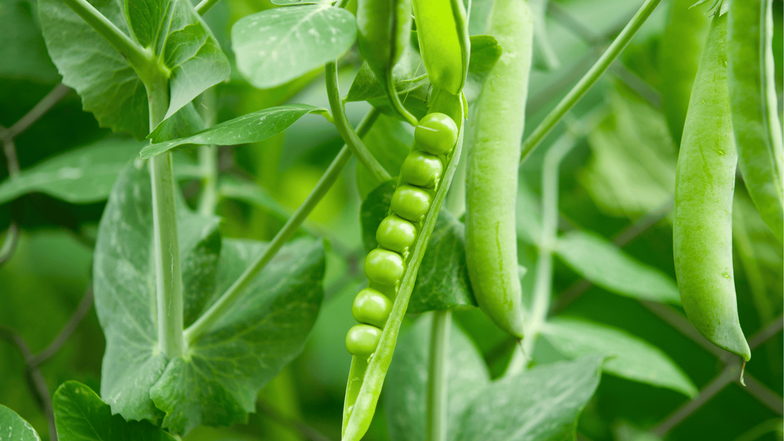 Pea Growing Guide🌱: Trellising, Spacing, and Harvesting Tips