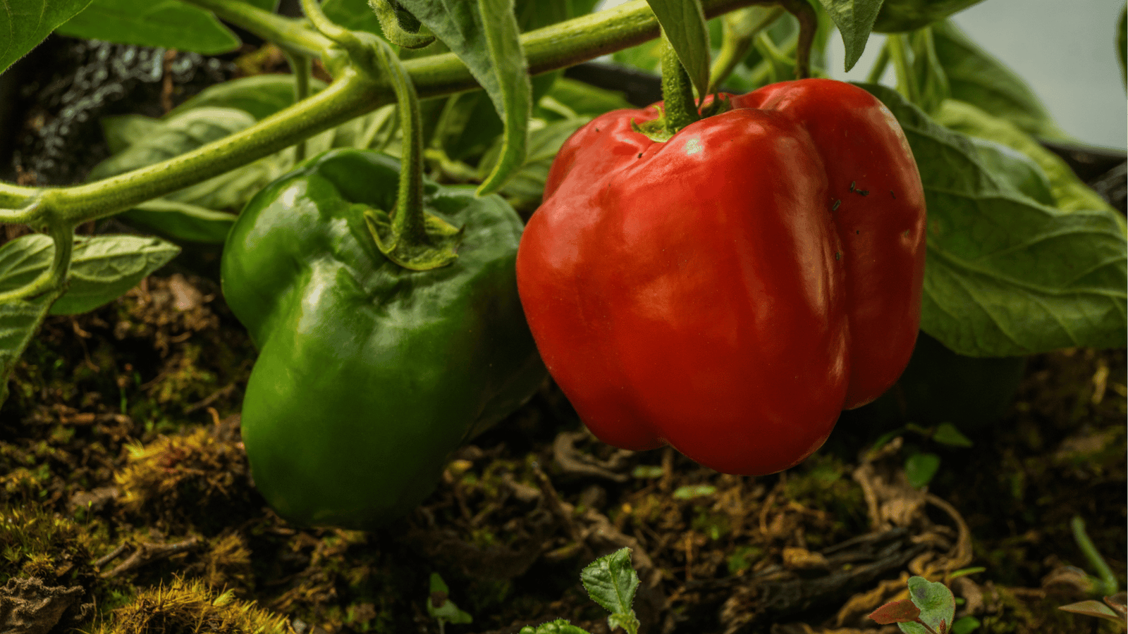 Pepper Growing Guide🌶️: Planting, Pruning, and Harvesting Sweet & Hot Varieties