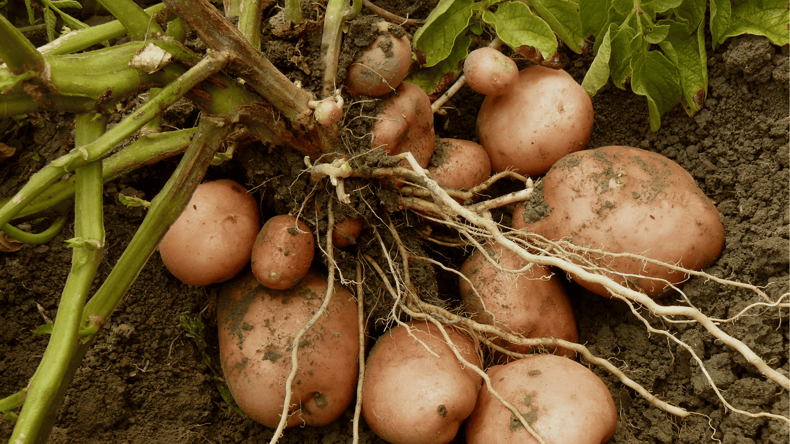 Potato Growing Guide🥔: Planting, Hilling, and Harvesting for Healthy Yields
