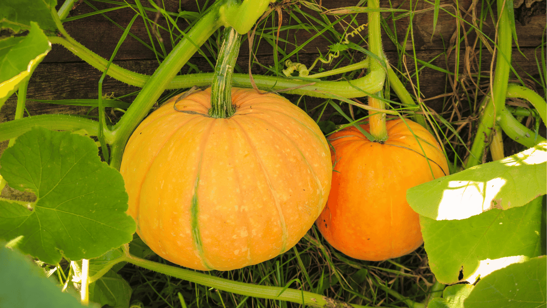 Pumpkin Growing Guide🎃: Planting, Care & Harvesting Tips