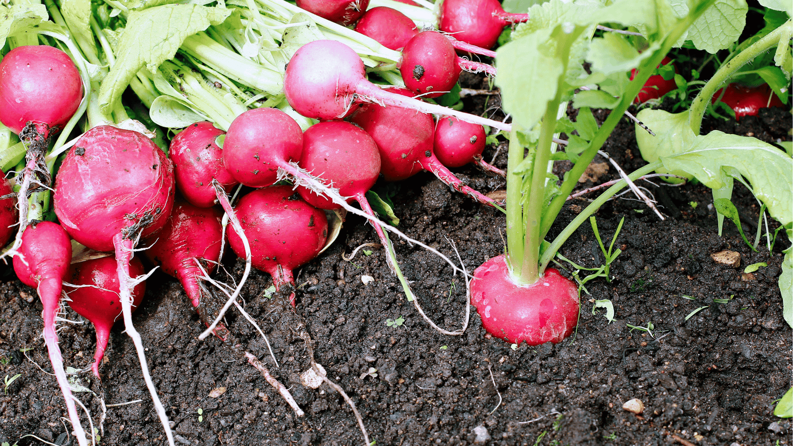 Radish Growing Guide🥗: Fast Harvest Tips for Self-Watering Gardens
