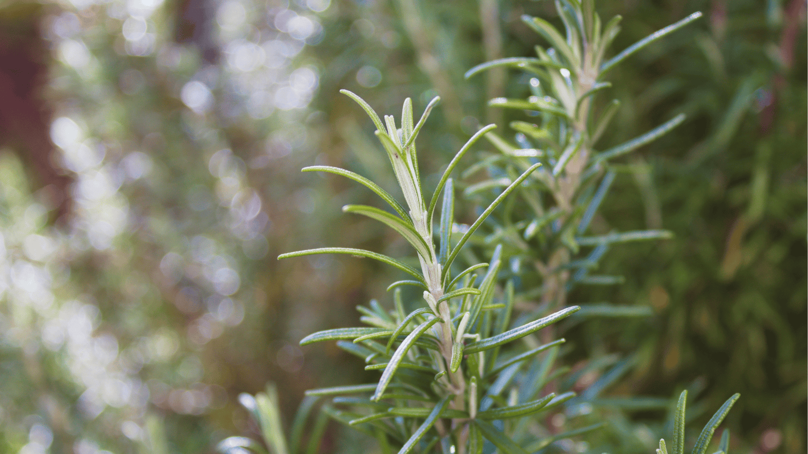 Rosemary Growing Guide🌿: Planting and Pruning for Thriving Herbs